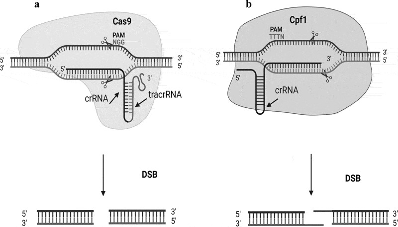 Genome editing techniques in plants: a comprehensive review and future prospects toward zero hunger.