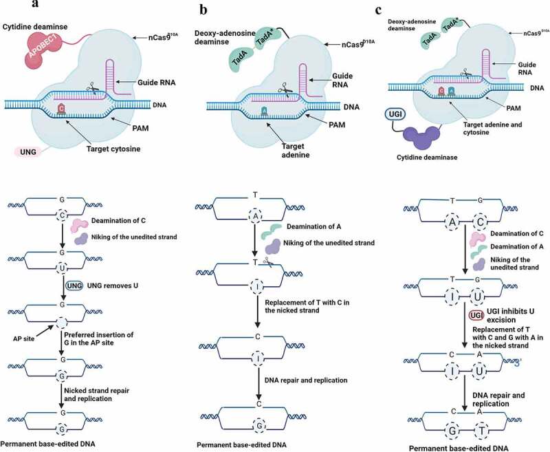 Genome editing techniques in plants: a comprehensive review and future prospects toward zero hunger.