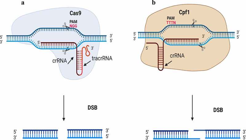 Genome editing techniques in plants: a comprehensive review and future prospects toward zero hunger.