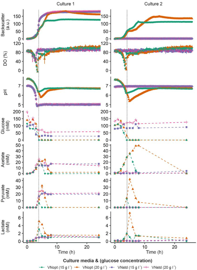 Biosensor-based isolation of amino acid-producing Vibrio natriegens strains