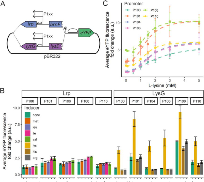 Biosensor-based isolation of amino acid-producing Vibrio natriegens strains