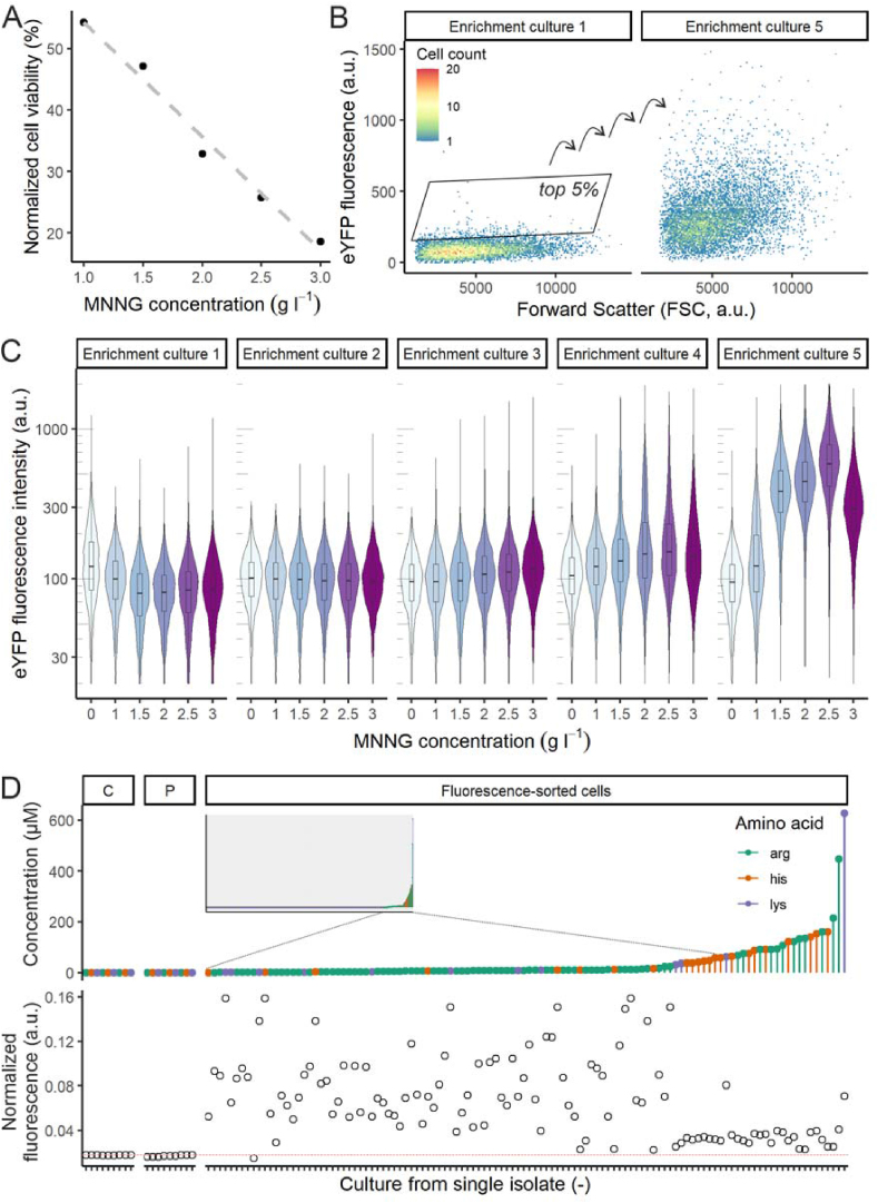 Biosensor-based isolation of amino acid-producing Vibrio natriegens strains