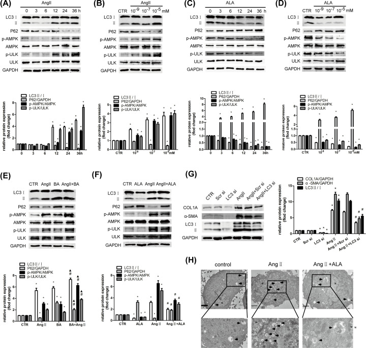 Correction: Alamandine attenuates hepatic fibrosis by regulating autophagy induced by NOX4-dependent ROS.