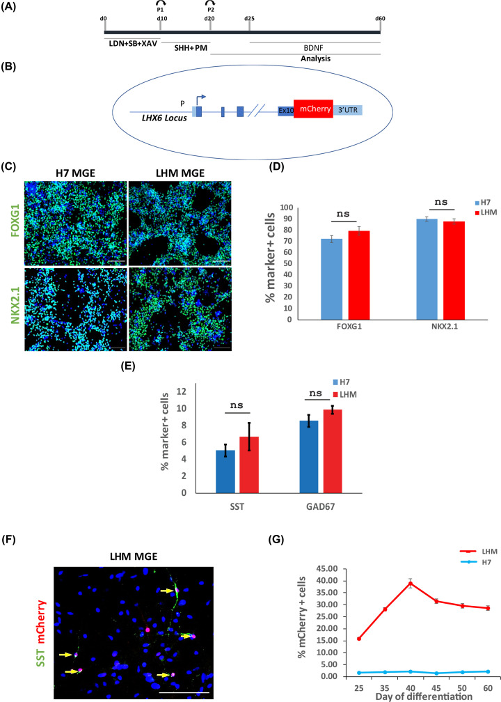 Identification of TGFβ signaling as a regulator of interneuron neurogenesis in a human pluripotent stem cell model.