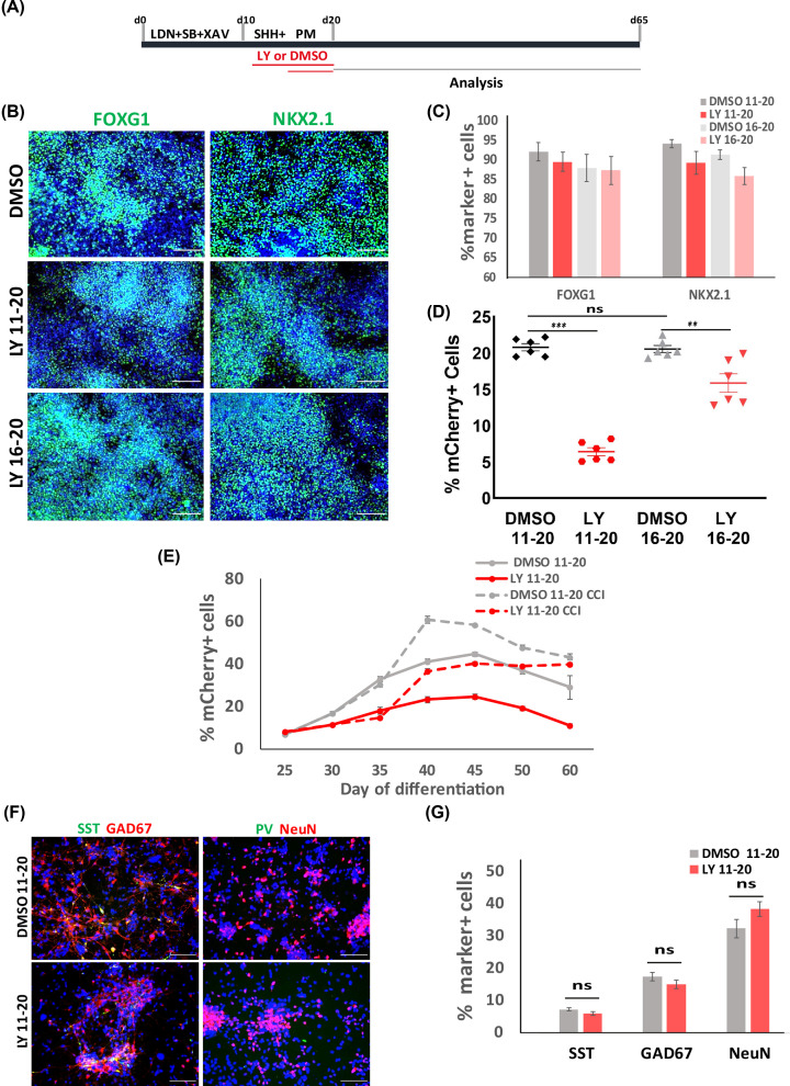 Identification of TGFβ signaling as a regulator of interneuron neurogenesis in a human pluripotent stem cell model.