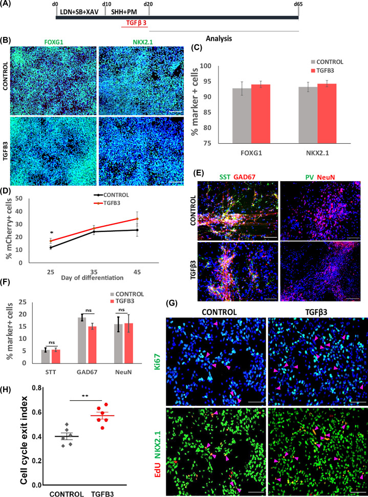 Identification of TGFβ signaling as a regulator of interneuron neurogenesis in a human pluripotent stem cell model.