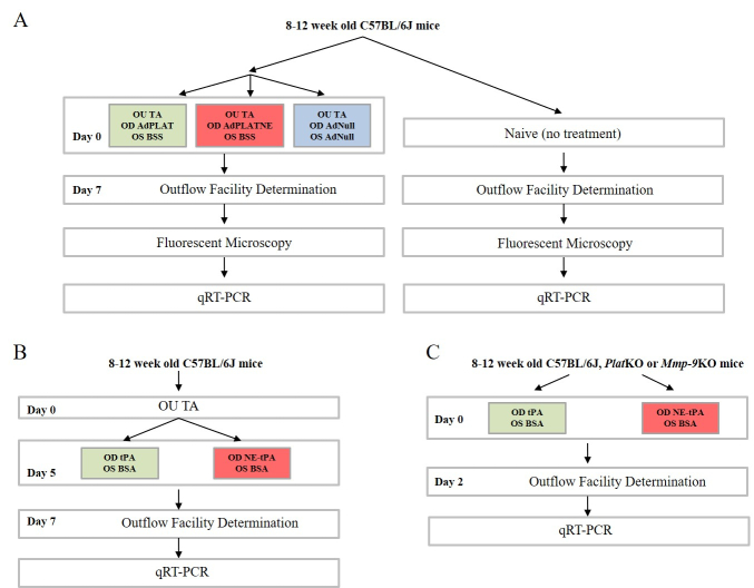 Tissue plasminogen activator rescues steroid-induced outflow facility reduction via non-enzymatic action.