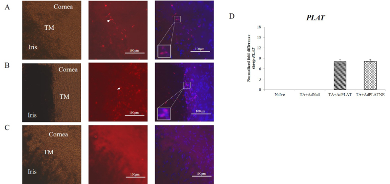 Tissue plasminogen activator rescues steroid-induced outflow facility reduction via non-enzymatic action.