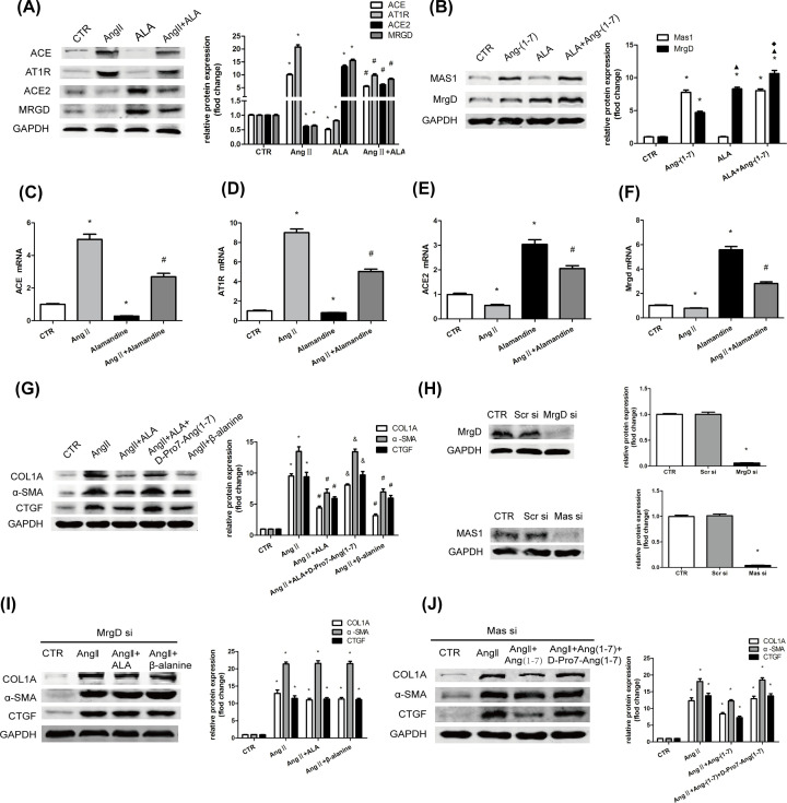 Correction: Alamandine attenuates hepatic fibrosis by regulating autophagy induced by NOX4-dependent ROS.