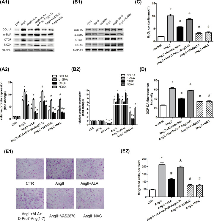 Correction: Alamandine attenuates hepatic fibrosis by regulating autophagy induced by NOX4-dependent ROS.