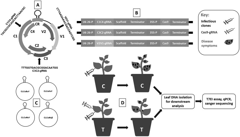 Engineering broad-spectrum resistance to cotton leaf curl disease by CRISPR-Cas9 based multiplex editing in plants.