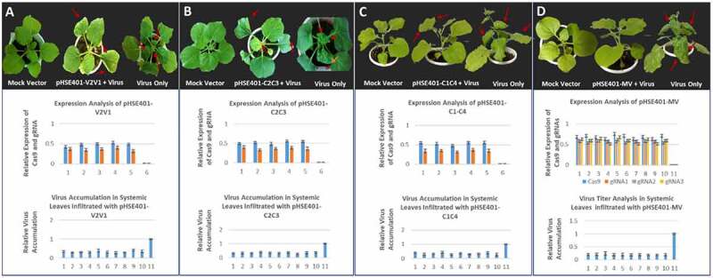 Engineering broad-spectrum resistance to cotton leaf curl disease by CRISPR-Cas9 based multiplex editing in plants.