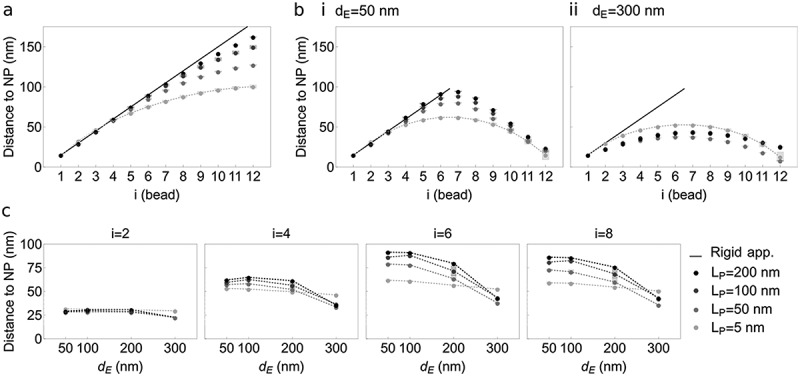 Physical constraints in polymer modeling of chromatin associations with the nuclear periphery at kilobase scale.