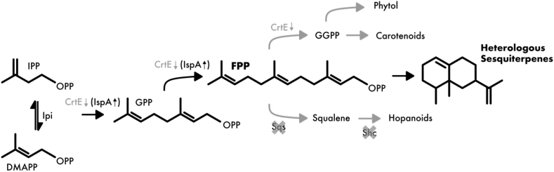 Metabolic engineering of Synechocystis sp. PCC 6803 for the photoproduction of the sesquiterpene valencene