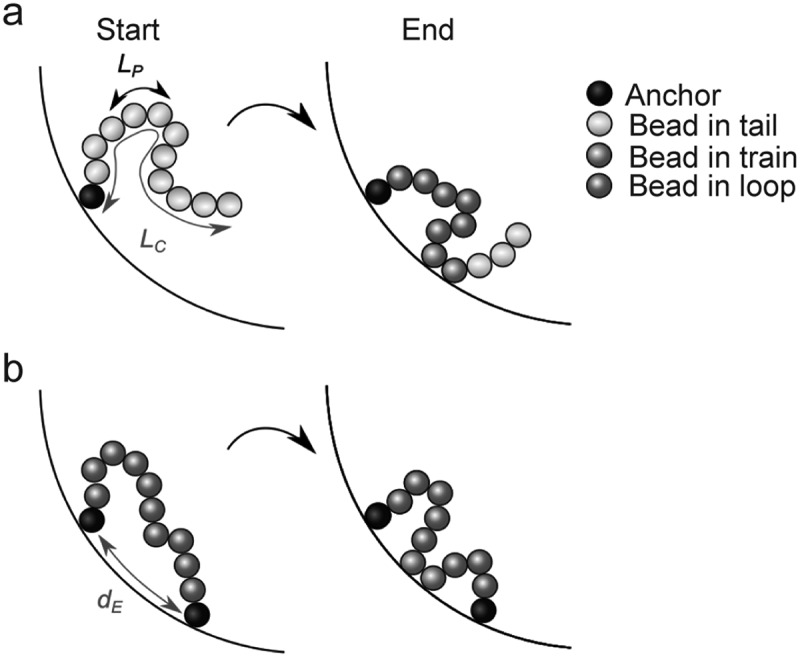 Physical constraints in polymer modeling of chromatin associations with the nuclear periphery at kilobase scale.