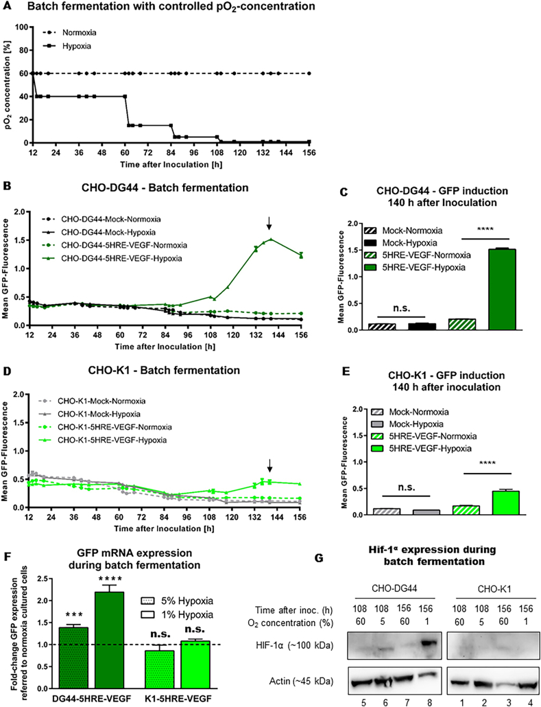 Cell line development for continuous high cell density biomanufacturing: Exploiting hypoxia for improved productivity