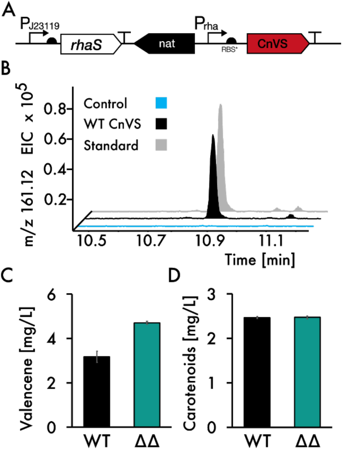 Metabolic engineering of Synechocystis sp. PCC 6803 for the photoproduction of the sesquiterpene valencene