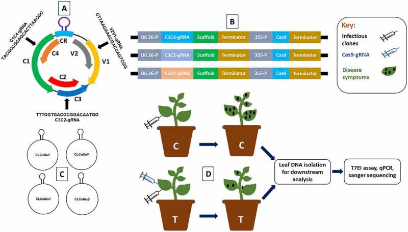 Engineering broad-spectrum resistance to cotton leaf curl disease by CRISPR-Cas9 based multiplex editing in plants.