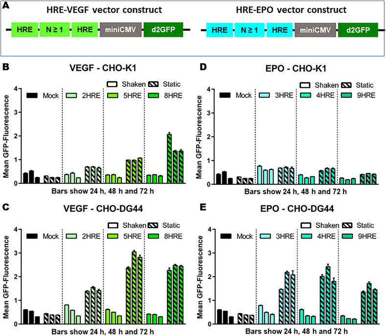 Cell line development for continuous high cell density biomanufacturing: Exploiting hypoxia for improved productivity