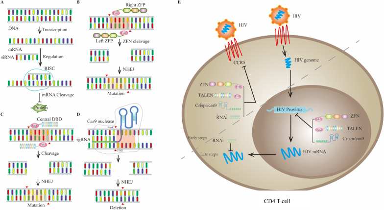 Editing out HIV: application of gene editing technology to achieve functional cure.