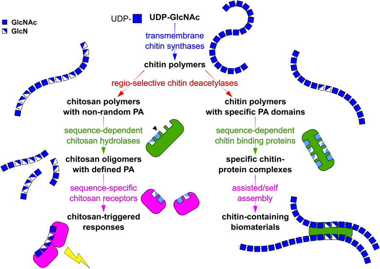 Deciphering the ChitoCode: fungal chitins and chitosans as functional biopolymers.