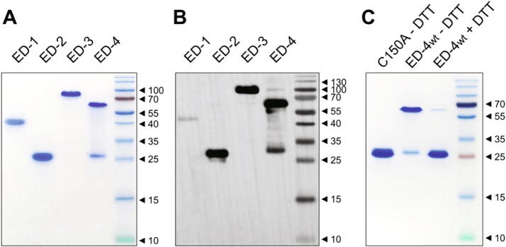 Extended disorder at the cell surface: The conformational landscape of the ectodomains of syndecans