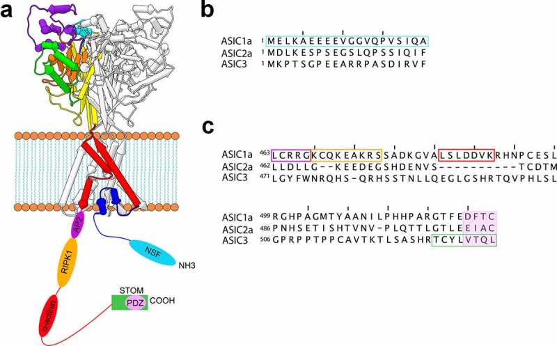 Regulation of acid-sensing ion channels by protein binding partners.