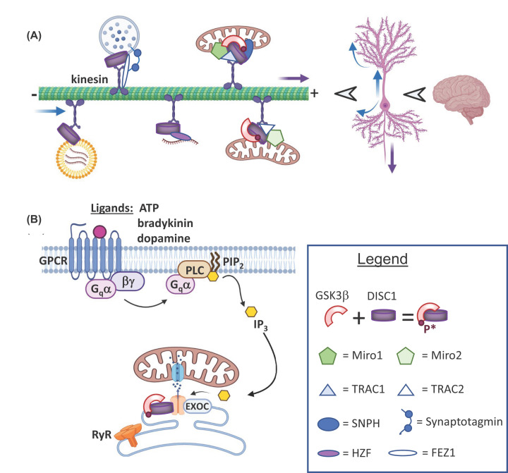 Mutations in DISC1 alter IP<sub>3</sub>R and voltage-gated Ca<sup>2+</sup> channel functioning, implications for major mental illness.