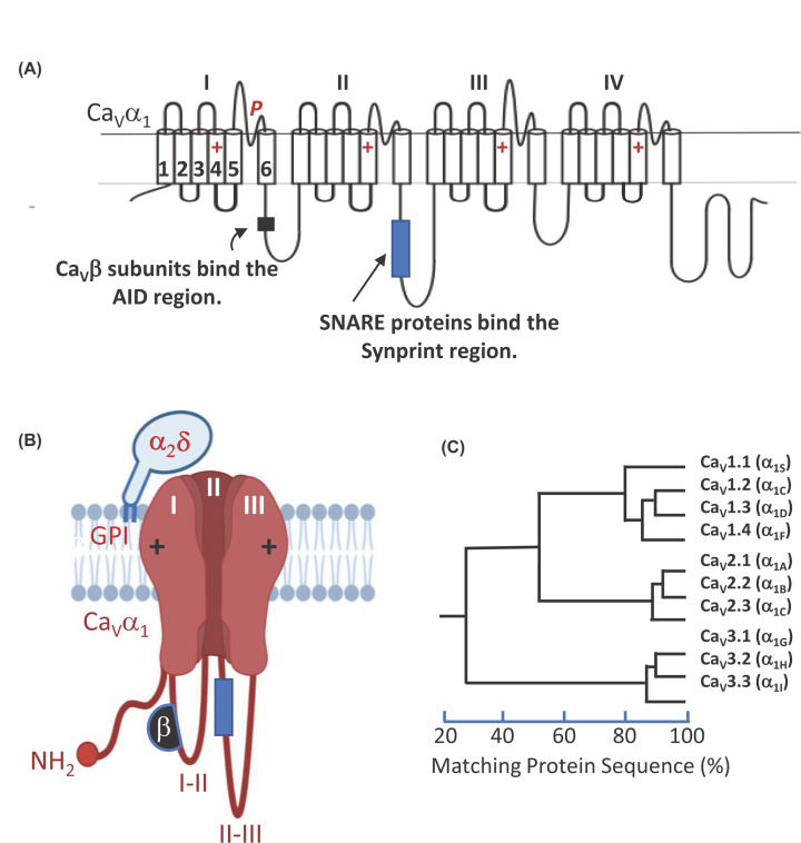 Mutations in DISC1 alter IP<sub>3</sub>R and voltage-gated Ca<sup>2+</sup> channel functioning, implications for major mental illness.