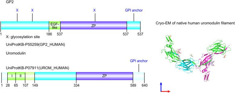 Glycoprotein 2 in health and disease: lifting the veil.
