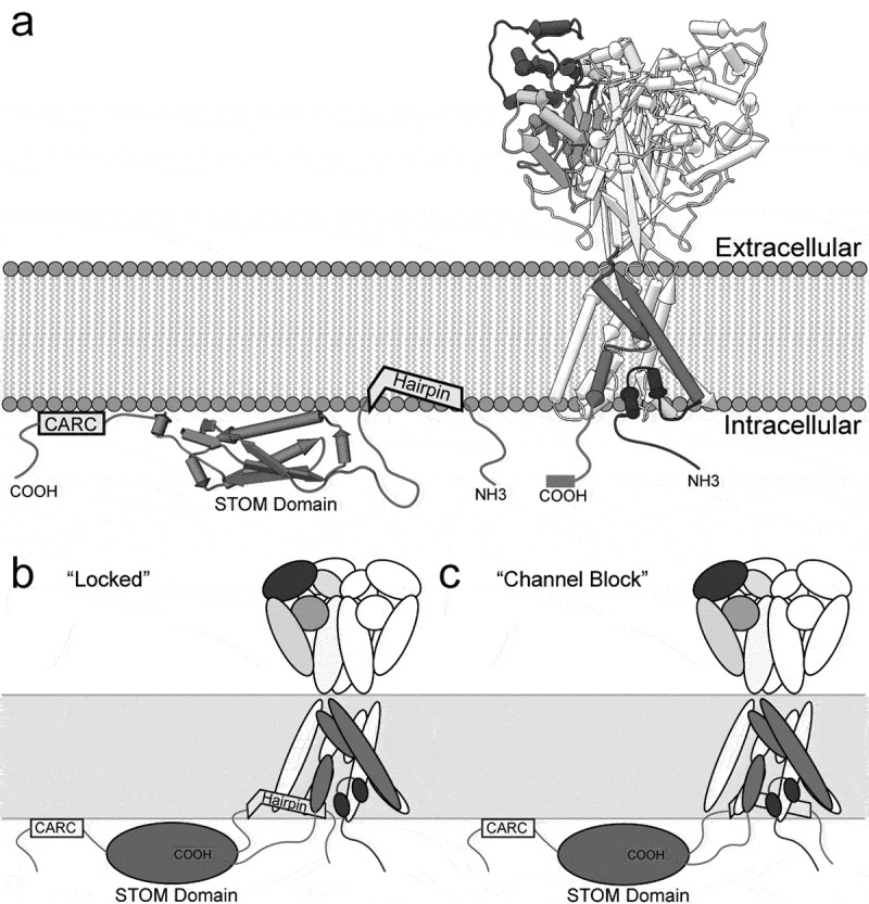 Regulation of acid-sensing ion channels by protein binding partners.