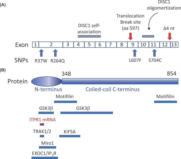 Mutations in DISC1 alter IP<sub>3</sub>R and voltage-gated Ca<sup>2+</sup> channel functioning, implications for major mental illness.