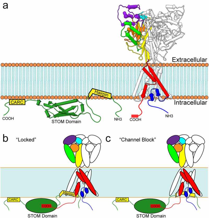 Regulation of acid-sensing ion channels by protein binding partners.