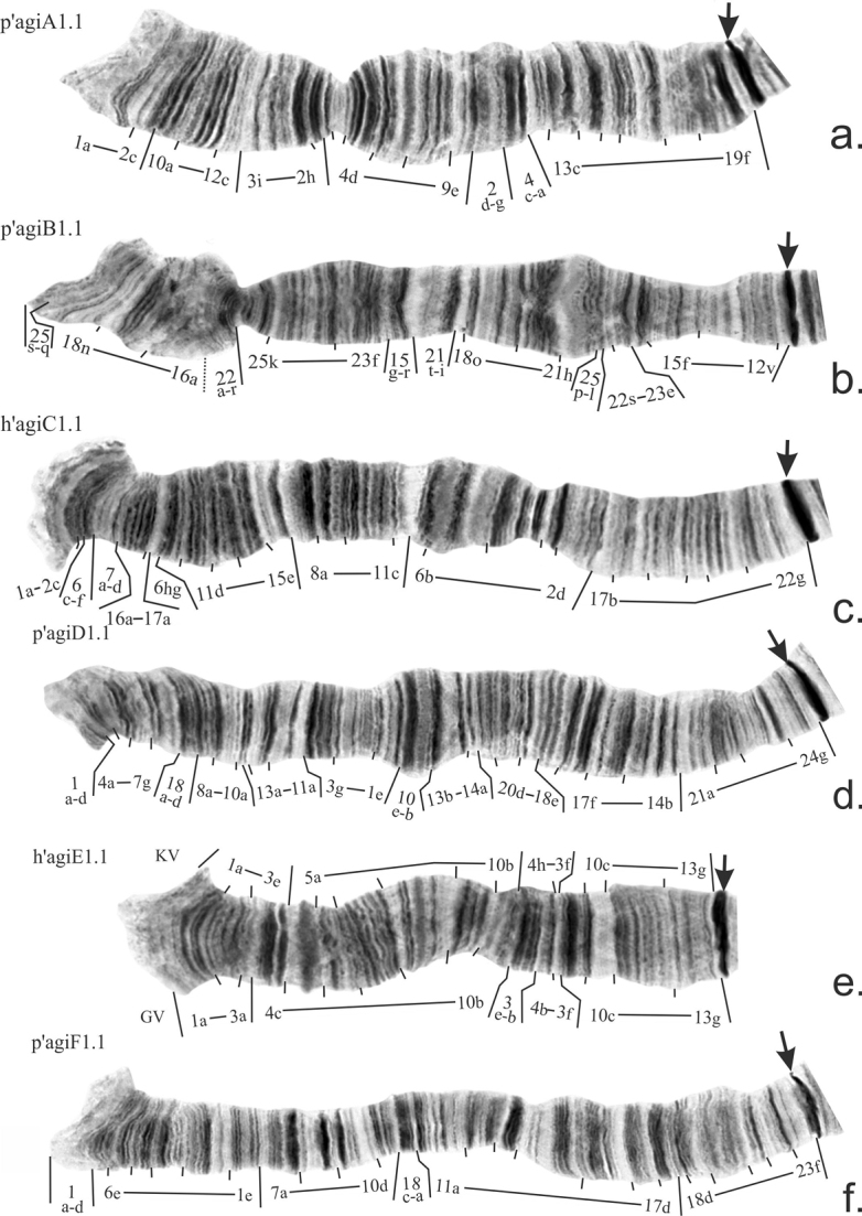 ﻿Revision of the banding sequence pool and new data on chromosomal polymorphism in natural populations of <i>Chironomusagilis</i> Shobanov et Djomin, 1988 (Diptera, Chironomidae).