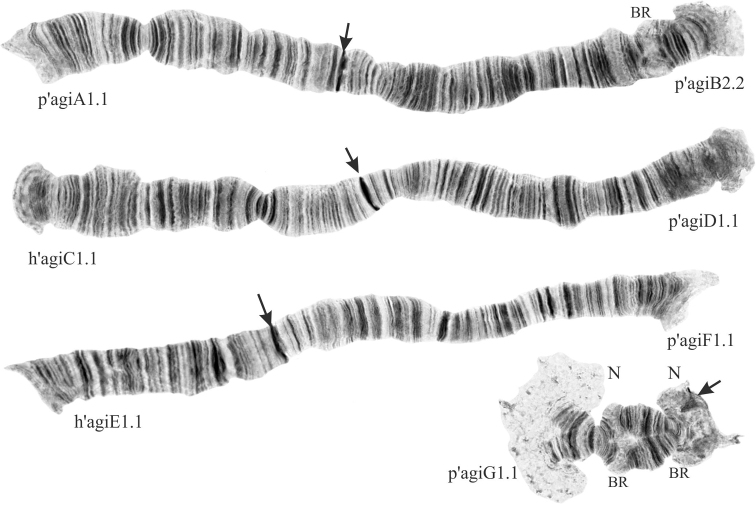 ﻿Revision of the banding sequence pool and new data on chromosomal polymorphism in natural populations of <i>Chironomusagilis</i> Shobanov et Djomin, 1988 (Diptera, Chironomidae).