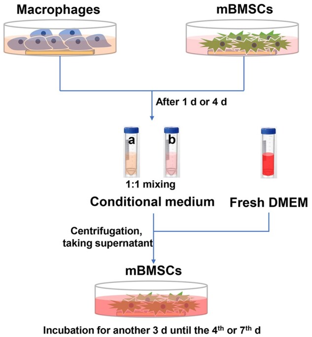 Hydroxyapatite composited PEEK with 3D porous surface enhances osteoblast differentiation through mediating NO by macrophage.
