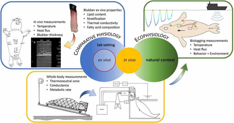 Advances in thermal physiology of diving marine mammals: The dual role of peripheral perfusion.