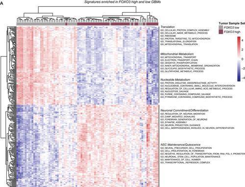 FOXO3 regulates a common genomic program in aging and glioblastoma stem cells