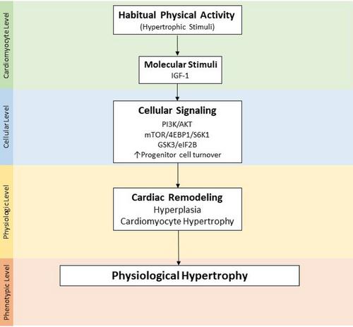 Physical activity and fitness in childhood cancer survivors: A scoping review