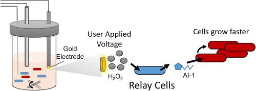 Electronic signals are electrogenetically relayed to control cell growth and co-culture composition