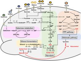 Resveratrol production from several types of saccharide sources by a recombinant Scheffersomyces stipitis strain