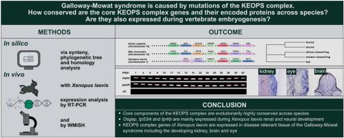 Galloway-Mowat syndrome: New insights from bioinformatics and expression during Xenopus embryogenesis