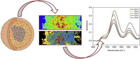 Hyperspectral characterization of the MSTO-211H cell spheroid model: A FPA–FTIR imaging approach