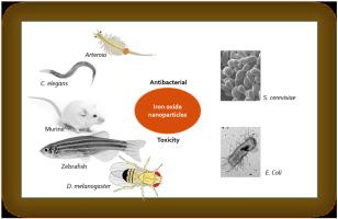 Iron oxide nanoparticles in biological systems: Antibacterial and toxicology perspective