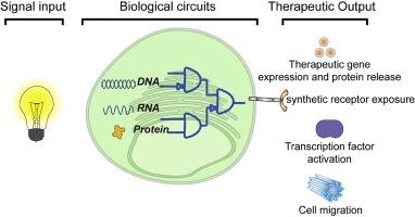 Synthetic biology-based optogenetic approaches to control therapeutic designer cells