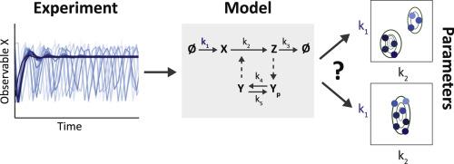 Experimental analysis and modeling of single-cell time-course data