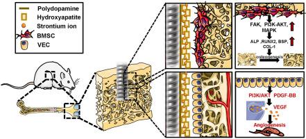 A polydopamine-assisted strontium-substituted apatite coating for titanium promotes osteogenesis and angiogenesis via FAK/MAPK and PI3K/AKT signaling pathways