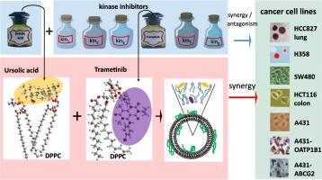 Combination of multifunctional ursolic acid with kinase inhibitors for anti-cancer drug carrier vesicles