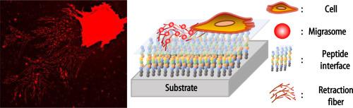 Peptide-modified substrate enhances cell migration and migrasome formation