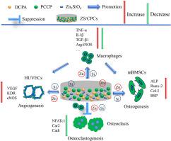 Enhanced osteogenesis and angiogenesis of calcium phosphate cement incorporated with zinc silicate by synergy effect of zinc and silicon ions